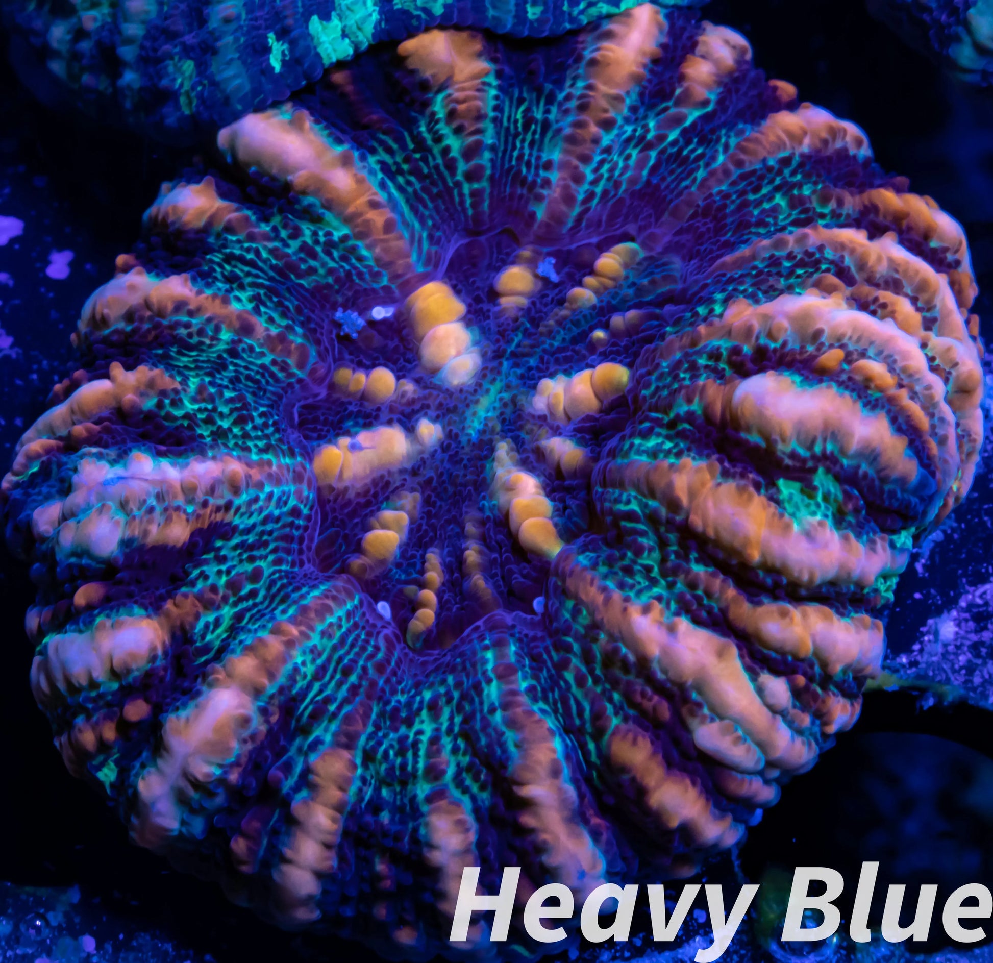 LPS Coral -WA Button Scolymia- Scoly Coral WYSIWYG LPS Coral -WA Button Scolymia- Scoly Coral WYSIWYG LPS LPS Coral -WA Button Scolymia- Scoly Coral WYSIWYG Zeo Box Reef