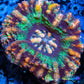 LPS Coral -WA Ultra Button Scolymia- Scoly  WYSIWYG 1.8cm LPS Coral -WA Ultra Button Scolymia- Scoly  WYSIWYG 1.8cm LPS LPS Coral -WA Ultra Button Scolymia- Scoly  WYSIWYG 1.8cm Zeo Box Reef