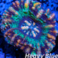 LPS Coral -WA Ultra Button Scolymia- Scoly  WYSIWYG 1.8cm LPS Coral -WA Ultra Button Scolymia- Scoly  WYSIWYG 1.8cm LPS LPS Coral -WA Ultra Button Scolymia- Scoly  WYSIWYG 1.8cm Zeo Box Reef