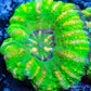 LPS Coral -WA Ultra Button Scolymia- Scoly  WYSIWYG 1.8cm LPS Coral -WA Ultra Button Scolymia- Scoly  WYSIWYG 1.8cm LPS LPS Coral -WA Ultra Button Scolymia- Scoly  WYSIWYG 1.8cm Zeo Box Reef