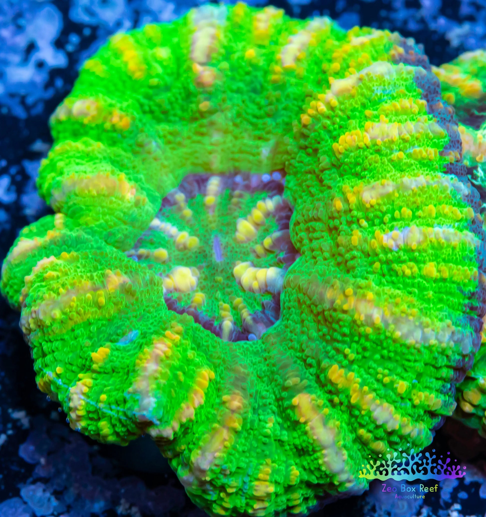 LPS Coral -WA Ultra Button Scolymia- Scoly  WYSIWYG 1.8cm LPS Coral -WA Ultra Button Scolymia- Scoly  WYSIWYG 1.8cm LPS LPS Coral -WA Ultra Button Scolymia- Scoly  WYSIWYG 1.8cm Zeo Box Reef