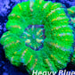 LPS Coral -WA Ultra Button Scolymia- Scoly  WYSIWYG 1.8cm LPS Coral -WA Ultra Button Scolymia- Scoly  WYSIWYG 1.8cm LPS LPS Coral -WA Ultra Button Scolymia- Scoly  WYSIWYG 1.8cm Zeo Box Reef