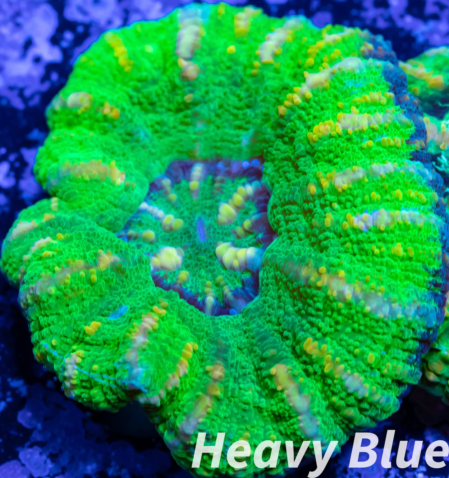 LPS Coral -WA Ultra Button Scolymia- Scoly  WYSIWYG 1.8cm LPS Coral -WA Ultra Button Scolymia- Scoly  WYSIWYG 1.8cm LPS LPS Coral -WA Ultra Button Scolymia- Scoly  WYSIWYG 1.8cm Zeo Box Reef