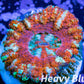 LPS Coral -WA Ultra Button Scolymia- Scoly  WYSIWYG 1cm LPS Coral -WA Ultra Button Scolymia- Scoly  WYSIWYG 1cm LPS LPS Coral -WA Ultra Button Scolymia- Scoly  WYSIWYG 1cm Zeo Box Reef