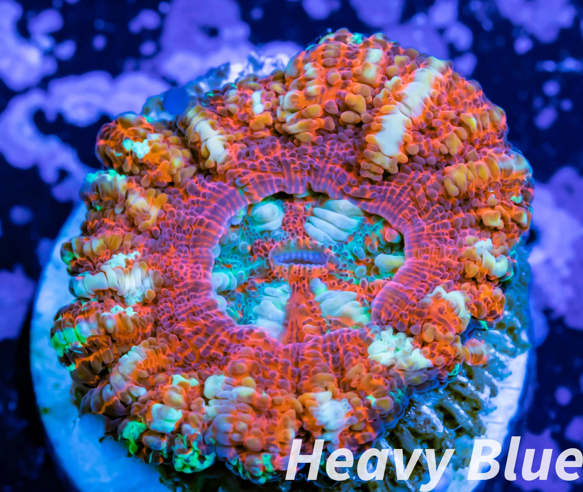 LPS Coral -WA Ultra Button Scolymia- Scoly  WYSIWYG 1cm LPS Coral -WA Ultra Button Scolymia- Scoly  WYSIWYG 1cm LPS LPS Coral -WA Ultra Button Scolymia- Scoly  WYSIWYG 1cm Zeo Box Reef