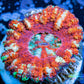 LPS Coral -WA Ultra Button Scolymia- Scoly  WYSIWYG 1cm LPS Coral -WA Ultra Button Scolymia- Scoly  WYSIWYG 1cm LPS LPS Coral -WA Ultra Button Scolymia- Scoly  WYSIWYG 1cm Zeo Box Reef