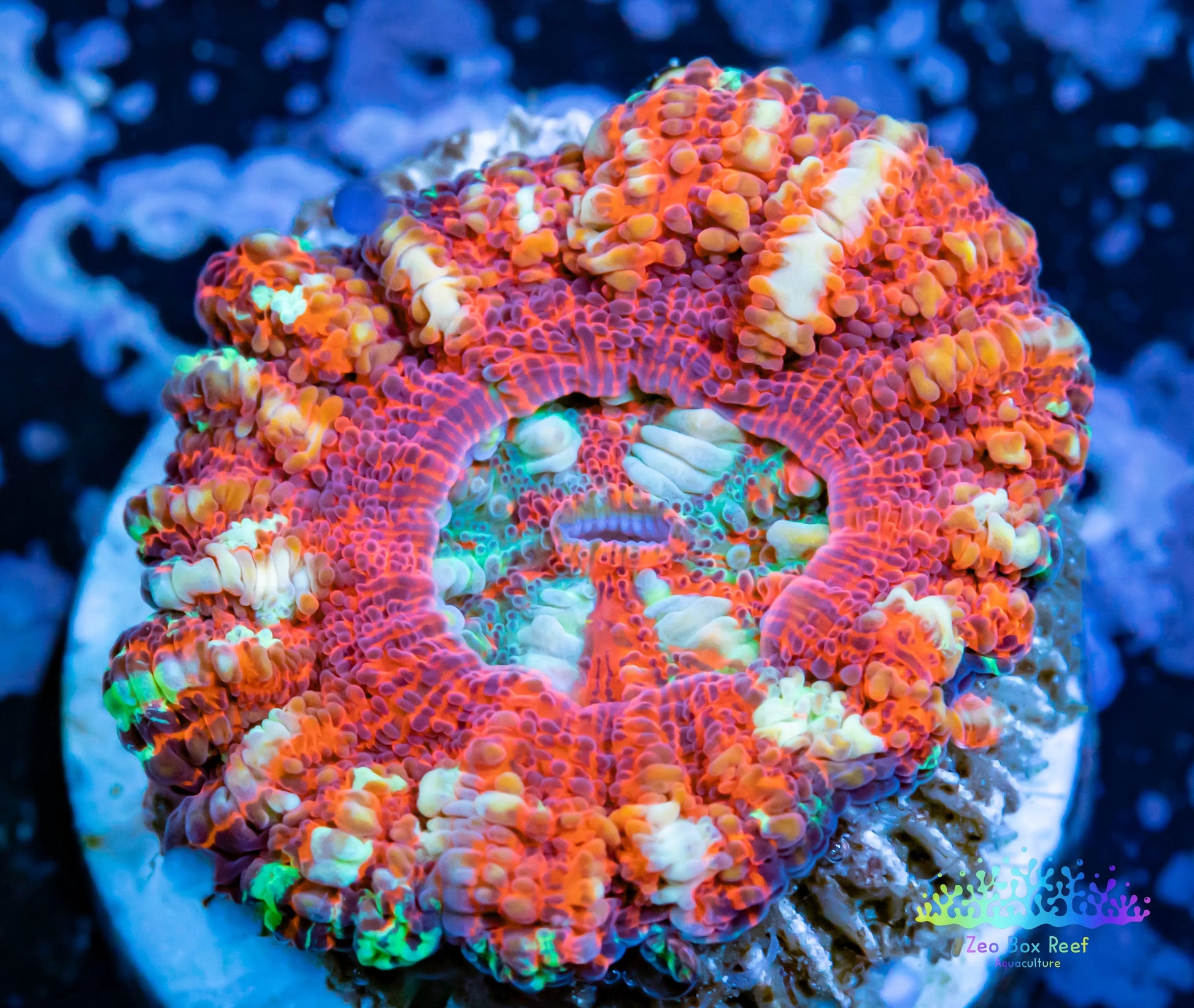 LPS Coral -WA Ultra Button Scolymia- Scoly  WYSIWYG 1cm LPS Coral -WA Ultra Button Scolymia- Scoly  WYSIWYG 1cm LPS LPS Coral -WA Ultra Button Scolymia- Scoly  WYSIWYG 1cm Zeo Box Reef
