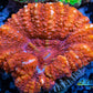 LPS Coral -WA Ultra Button Scolymia- Scoly  WYSIWYG 2cm LPS Coral -WA Ultra Button Scolymia- Scoly  WYSIWYG 2cm LPS LPS Coral -WA Ultra Button Scolymia- Scoly  WYSIWYG 2cm Zeo Box Reef