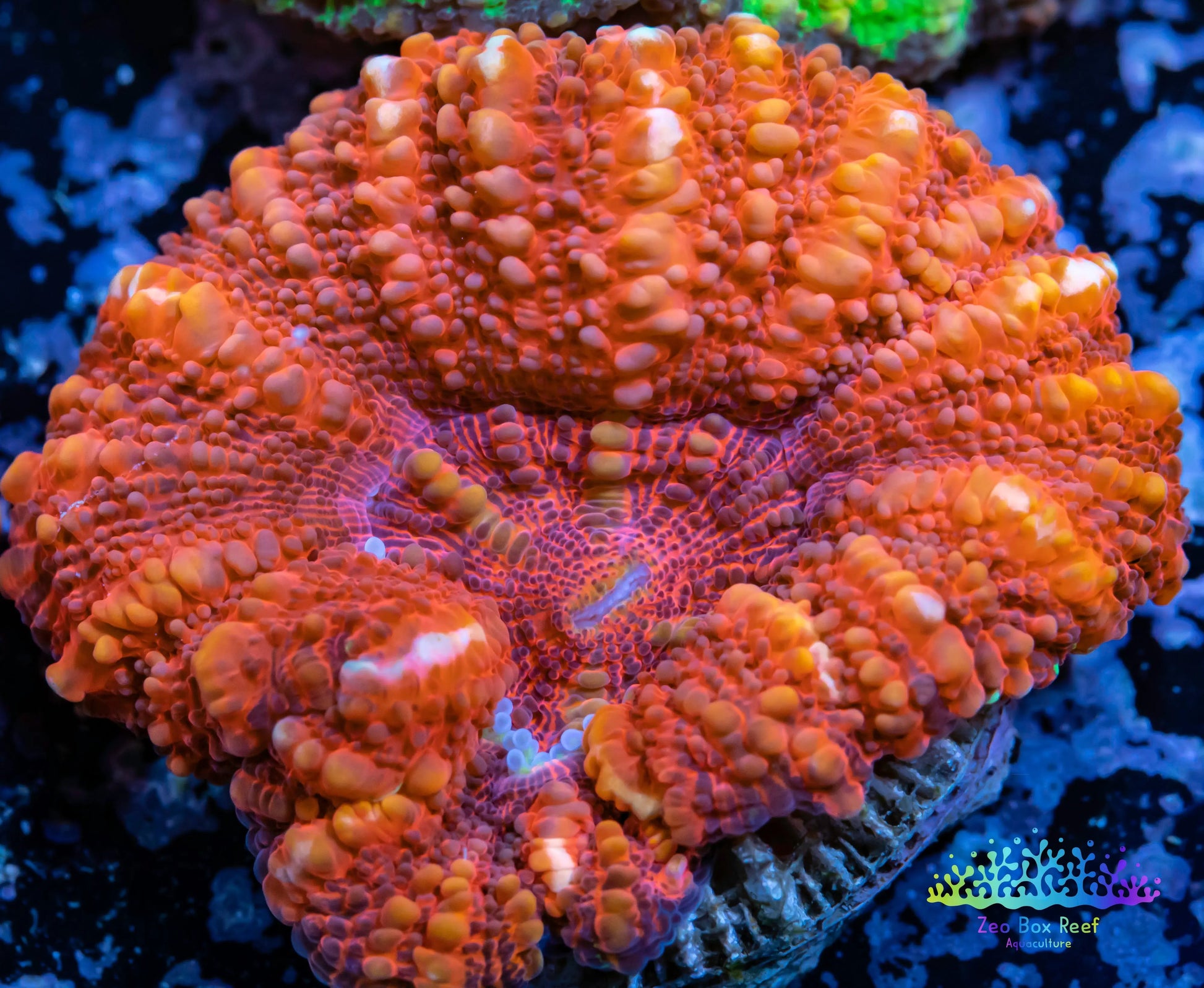 LPS Coral -WA Ultra Button Scolymia- Scoly  WYSIWYG 2cm LPS Coral -WA Ultra Button Scolymia- Scoly  WYSIWYG 2cm LPS LPS Coral -WA Ultra Button Scolymia- Scoly  WYSIWYG 2cm Zeo Box Reef