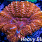 LPS Coral -WA Ultra Button Scolymia- Scoly  WYSIWYG 2cm LPS Coral -WA Ultra Button Scolymia- Scoly  WYSIWYG 2cm LPS LPS Coral -WA Ultra Button Scolymia- Scoly  WYSIWYG 2cm Zeo Box Reef