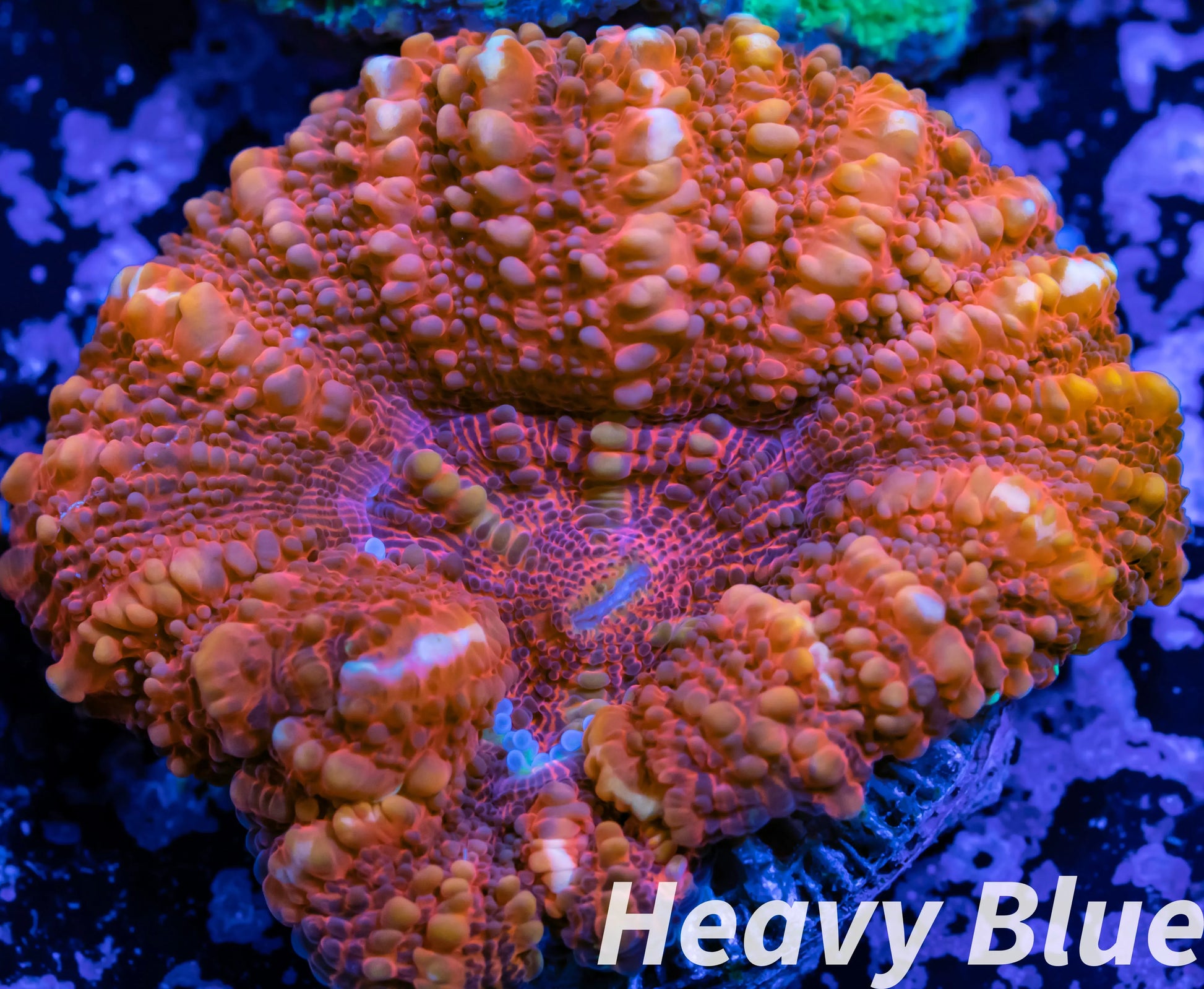 LPS Coral -WA Ultra Button Scolymia- Scoly  WYSIWYG 2cm LPS Coral -WA Ultra Button Scolymia- Scoly  WYSIWYG 2cm LPS LPS Coral -WA Ultra Button Scolymia- Scoly  WYSIWYG 2cm Zeo Box Reef
