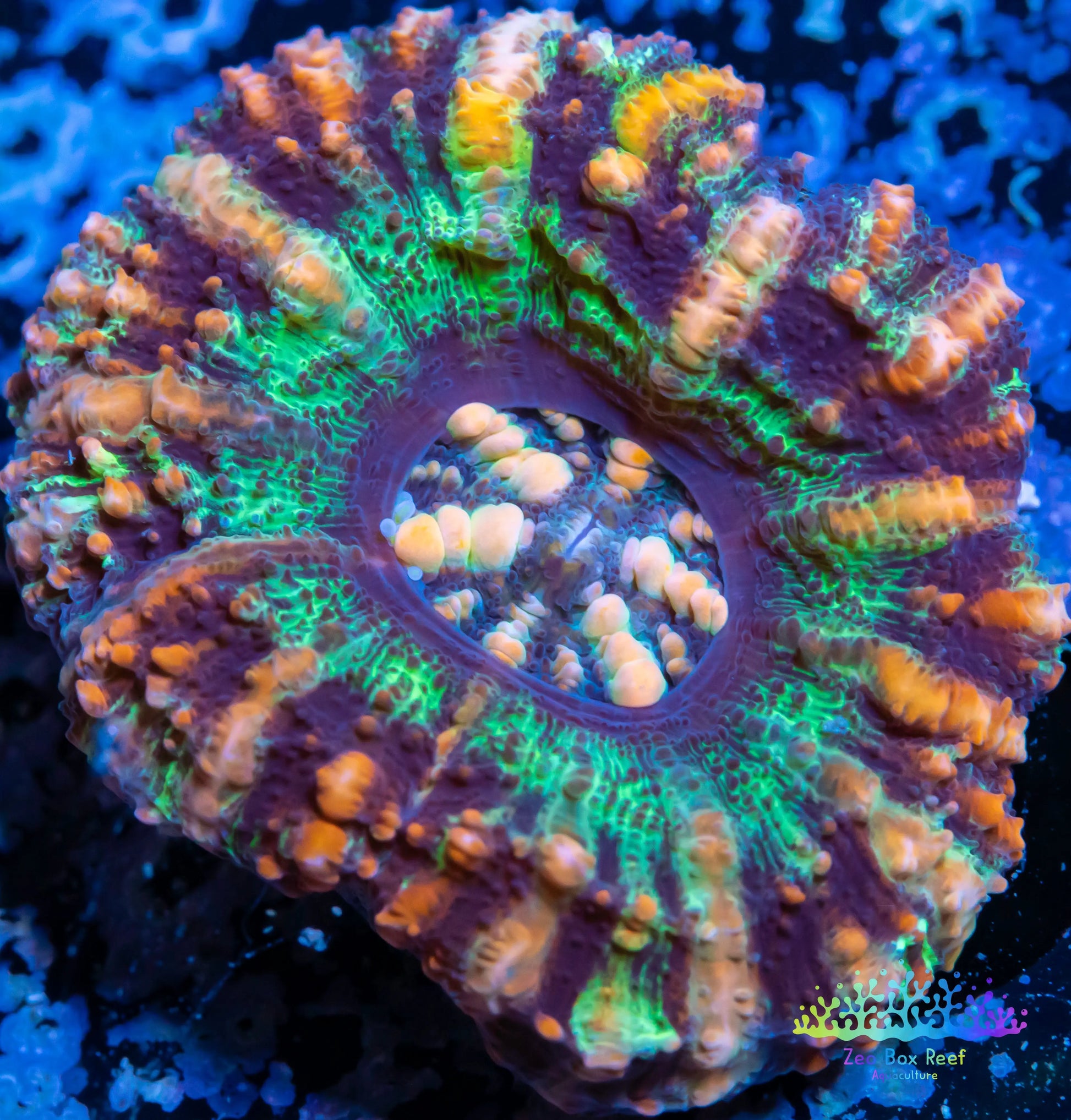LPS Coral -WA Ultra Button Scolymia- Scoly  WYSIWYG 2cm LPS Coral -WA Ultra Button Scolymia- Scoly  WYSIWYG 2cm LPS LPS Coral -WA Ultra Button Scolymia- Scoly  WYSIWYG 2cm Zeo Box Reef