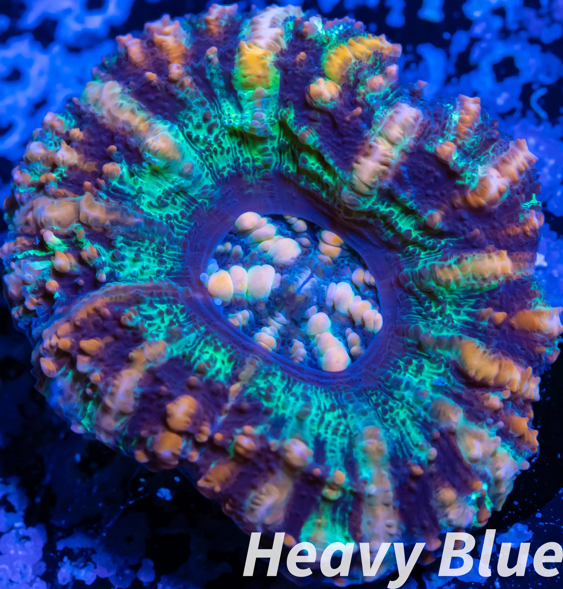 LPS Coral -WA Ultra Button Scolymia- Scoly  WYSIWYG 2cm LPS Coral -WA Ultra Button Scolymia- Scoly  WYSIWYG 2cm LPS LPS Coral -WA Ultra Button Scolymia- Scoly  WYSIWYG 2cm Zeo Box Reef