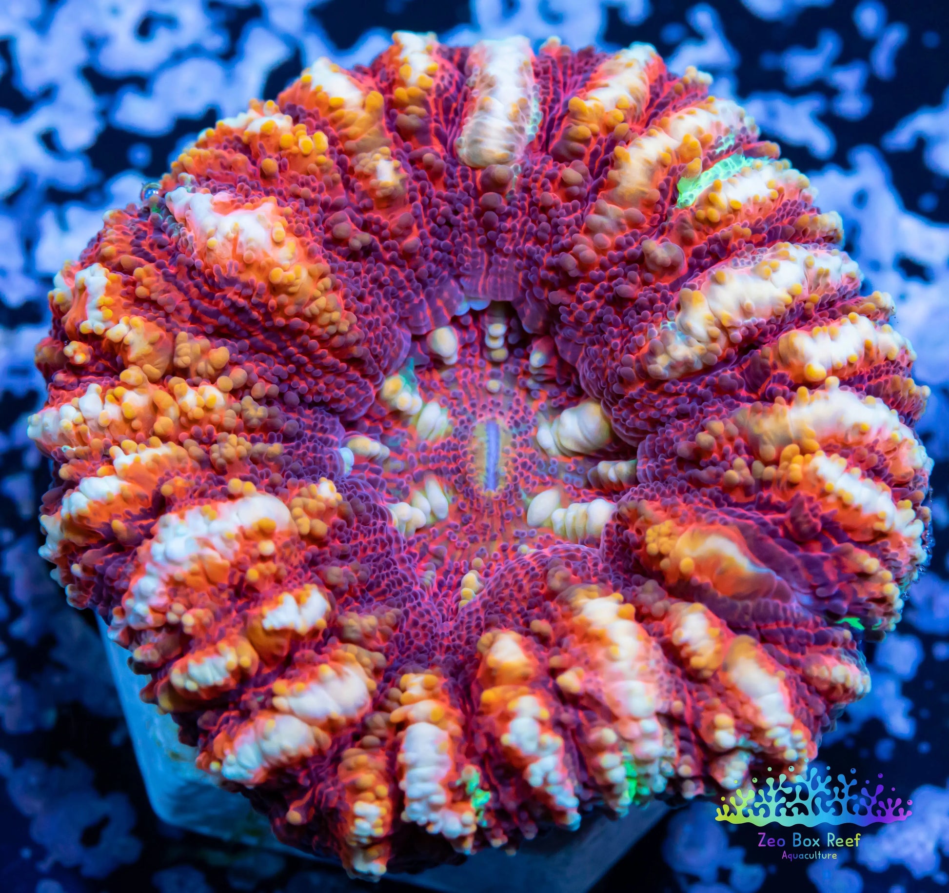 LPS Coral -WA Ultra Button Scolymia- Scoly  WYSIWYG LPS Coral -WA Ultra Button Scolymia- Scoly  WYSIWYG LPS LPS Coral -WA Ultra Button Scolymia- Scoly  WYSIWYG Zeo Box Reef