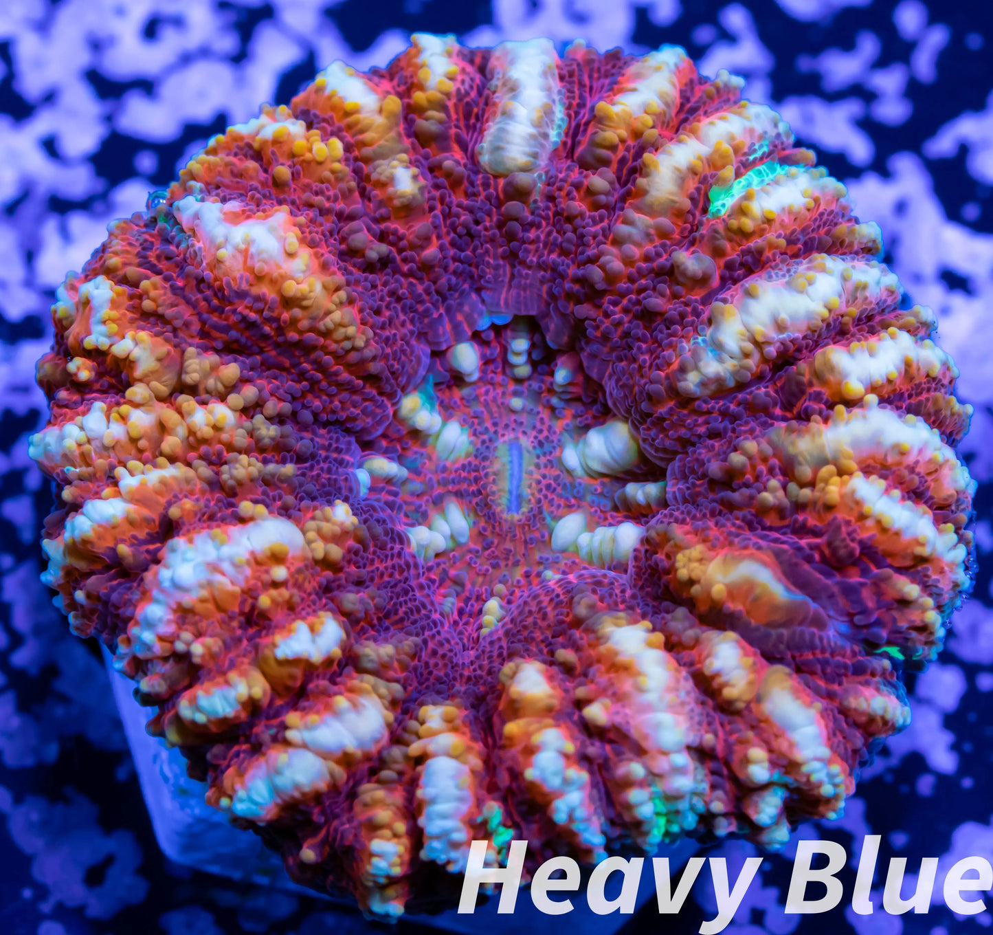 LPS Coral -WA Ultra Button Scolymia- Scoly  WYSIWYG LPS Coral -WA Ultra Button Scolymia- Scoly  WYSIWYG LPS LPS Coral -WA Ultra Button Scolymia- Scoly  WYSIWYG Zeo Box Reef