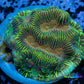 Leptoseris Coral - LPS -  Lepto Frag  WYSIWYG Leptoseris Coral - LPS -  Lepto Frag  WYSIWYG Pet Supplies Leptoseris Coral - LPS -  Lepto Frag  WYSIWYG Zeo Box Reef