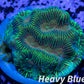 Leptoseris Coral - LPS -  Lepto Frag  WYSIWYG Leptoseris Coral - LPS -  Lepto Frag  WYSIWYG Pet Supplies Leptoseris Coral - LPS -  Lepto Frag  WYSIWYG Zeo Box Reef