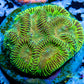 Leptoseris Coral - LPS -  Lepto Frag WYSIWYG Leptoseris Coral - LPS -  Lepto Frag WYSIWYG Pet Supplies Leptoseris Coral - LPS -  Lepto Frag WYSIWYG Zeo Box Reef