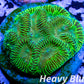 Leptoseris Coral - LPS -  Lepto Frag WYSIWYG Leptoseris Coral - LPS -  Lepto Frag WYSIWYG Pet Supplies Leptoseris Coral - LPS -  Lepto Frag WYSIWYG Zeo Box Reef