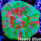 LPS - Scolymia Australis- WYSIWYG Ultra Bleeding Apple Scoly Coral 3cm