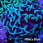 Mint Green Tip Hammer Coral WYSIWYG 6cm Mint Green Tip Hammer Coral WYSIWYG 6cm Aquarium Decor Mint Green Tip Hammer Coral WYSIWYG 6cm Zeo Box Reef