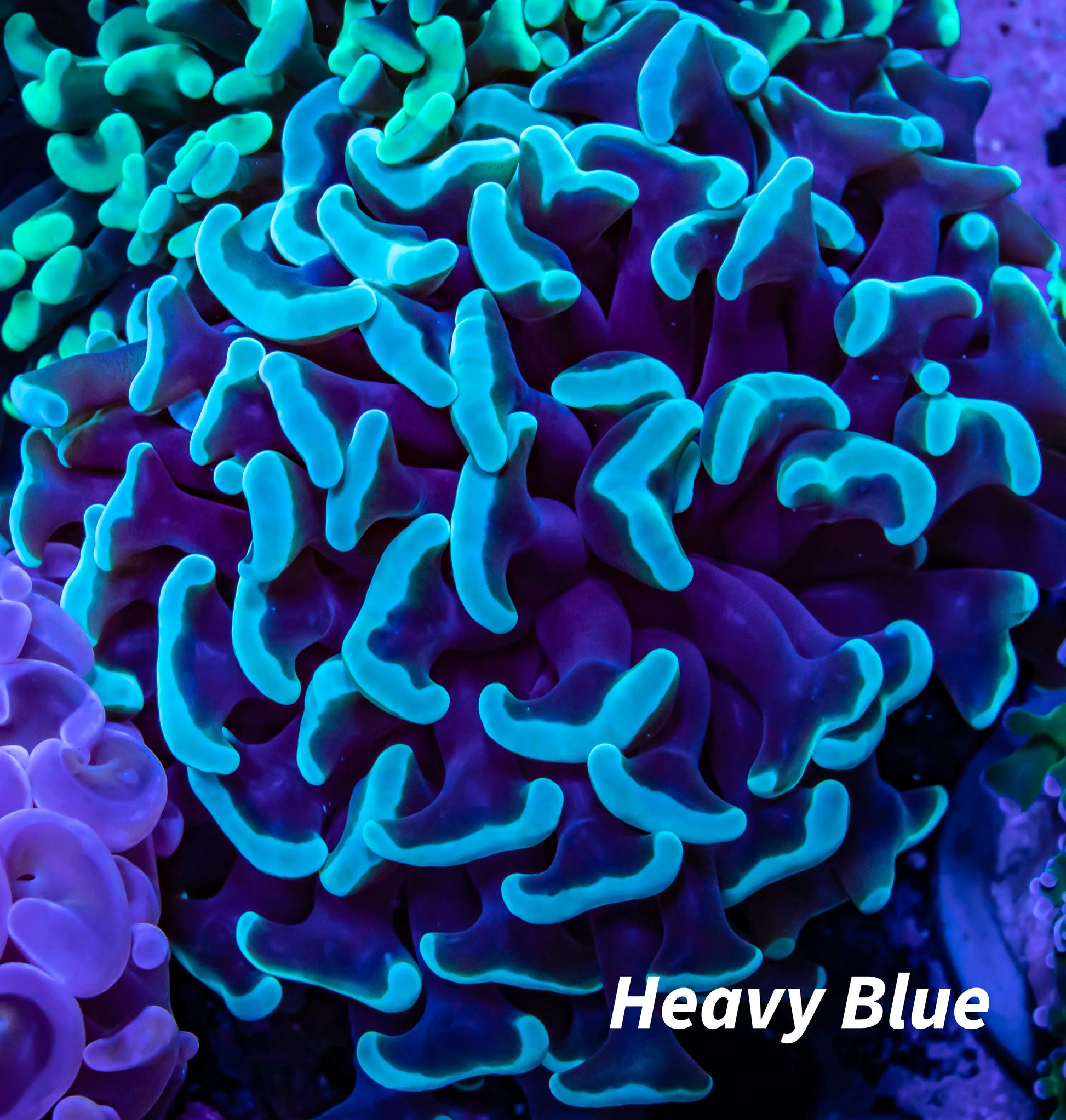 Mint Green Tip Hammer Coral WYSIWYG 6cm Mint Green Tip Hammer Coral WYSIWYG 6cm Aquarium Decor Mint Green Tip Hammer Coral WYSIWYG 6cm Zeo Box Reef