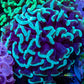 Mint Green Tip Hammer Coral WYSIWYG 6cm Mint Green Tip Hammer Coral WYSIWYG 6cm Aquarium Decor Mint Green Tip Hammer Coral WYSIWYG 6cm Zeo Box Reef