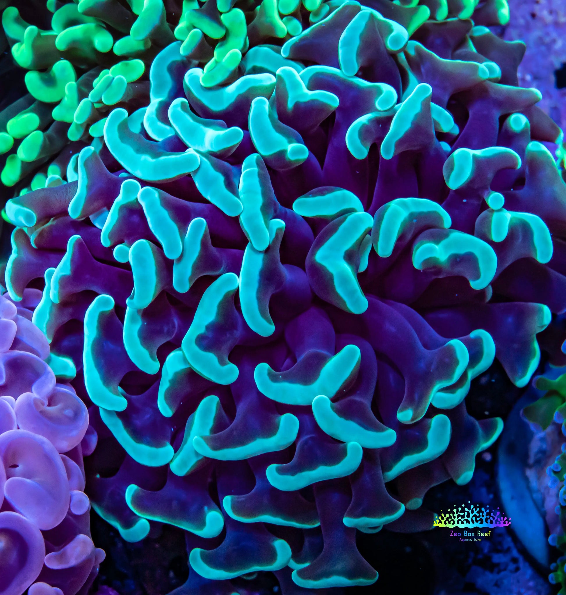 Mint Green Tip Hammer Coral WYSIWYG 6cm Mint Green Tip Hammer Coral WYSIWYG 6cm Aquarium Decor Mint Green Tip Hammer Coral WYSIWYG 6cm Zeo Box Reef