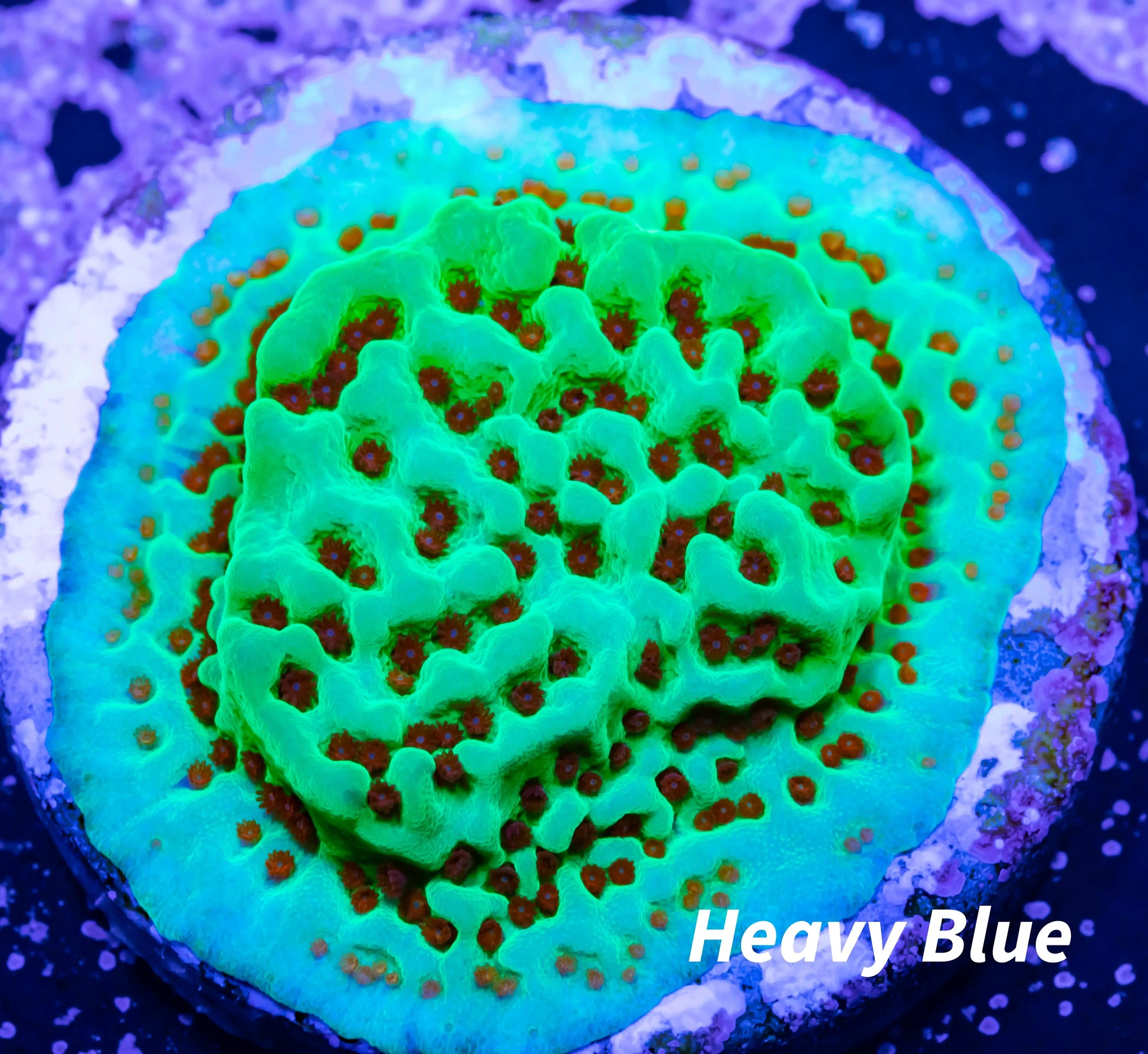 Montipora Coral- Frag- Seasons Greetings  Monti Montipora Coral- Frag- Seasons Greetings  Monti SPS Montipora Coral- Frag- Seasons Greetings  Monti Zeo Box Reef