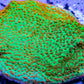 Montipora Coral- Frag-Forest Fire  Monti Montipora Coral- Frag-Forest Fire  Monti SPS Montipora Coral- Frag-Forest Fire  Monti Zeo Box Reef