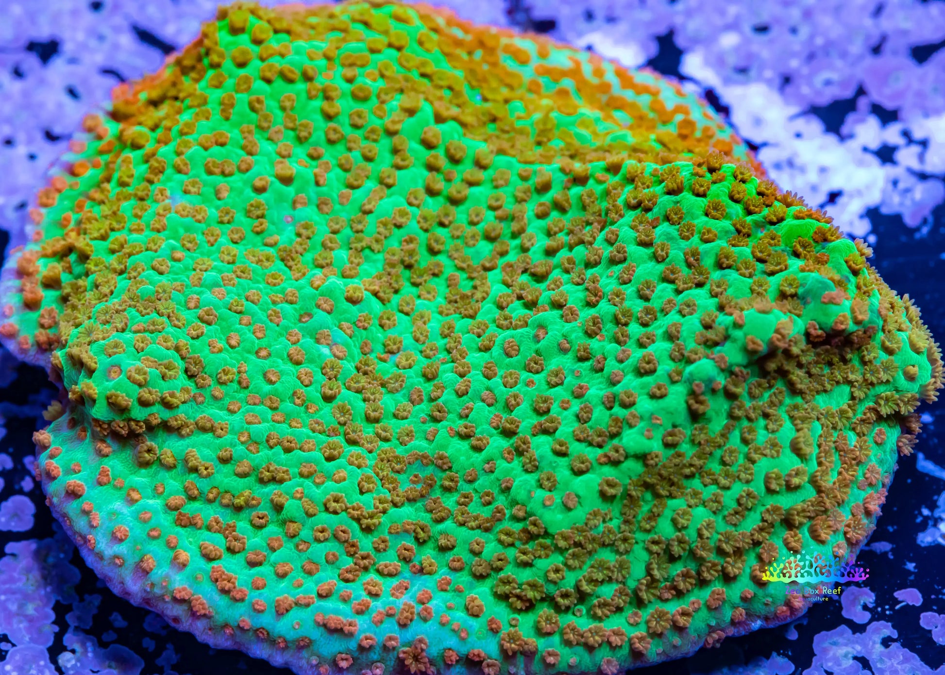 Montipora Coral- Frag-Forest Fire  Monti Montipora Coral- Frag-Forest Fire  Monti SPS Montipora Coral- Frag-Forest Fire  Monti Zeo Box Reef