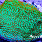 Montipora Coral- Frag-Forest Fire  Monti Montipora Coral- Frag-Forest Fire  Monti SPS Montipora Coral- Frag-Forest Fire  Monti Zeo Box Reef