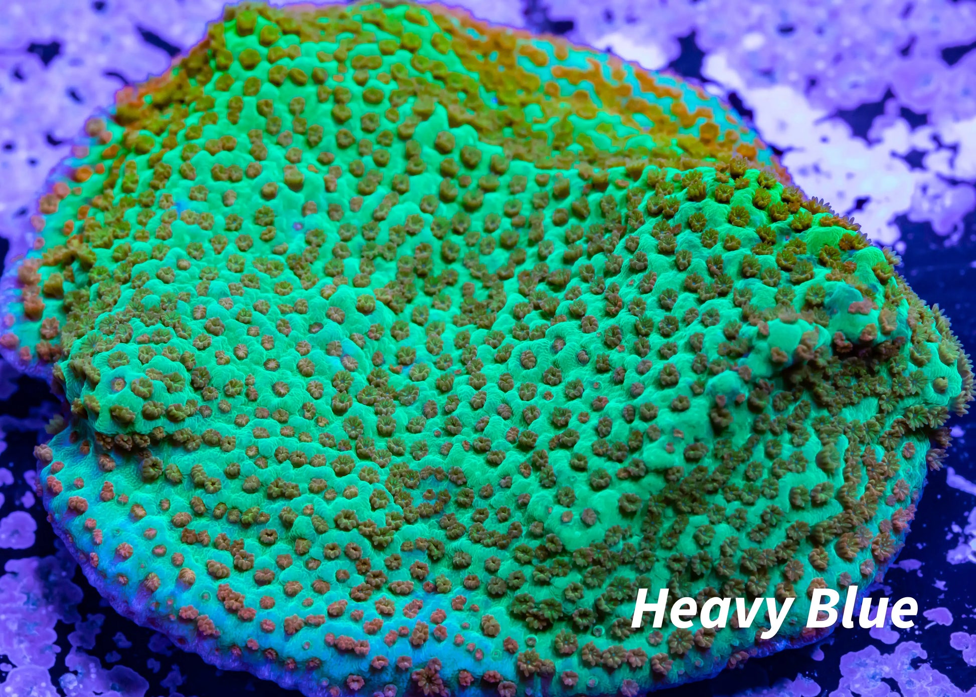 Montipora Coral- Frag-Forest Fire  Monti Montipora Coral- Frag-Forest Fire  Monti SPS Montipora Coral- Frag-Forest Fire  Monti Zeo Box Reef