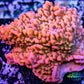 Montipora Coral- SPS Frag-  Cherry Tree Monti Montipora Coral- SPS Frag-  Cherry Tree Monti SPS Montipora Coral- SPS Frag-  Cherry Tree Monti Zeo Box Reef