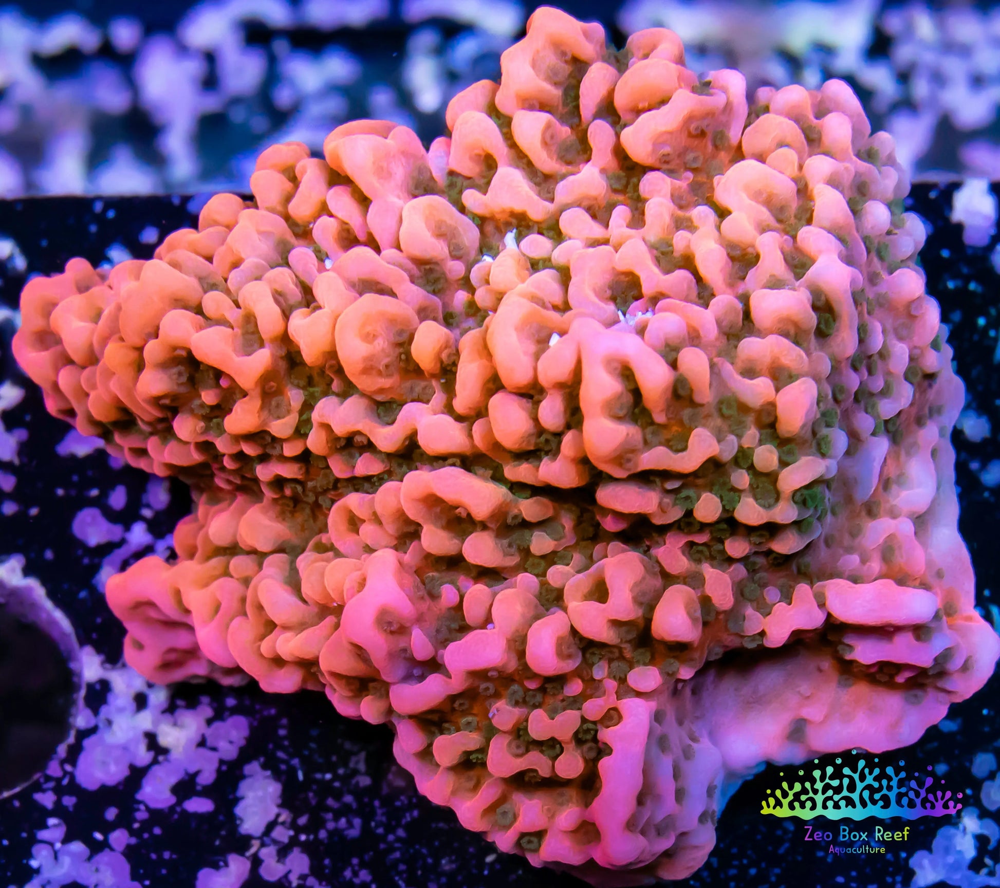 Montipora Coral- SPS Frag-  Cherry Tree Monti Montipora Coral- SPS Frag-  Cherry Tree Monti SPS Montipora Coral- SPS Frag-  Cherry Tree Monti Zeo Box Reef