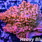 Montipora Coral- SPS Frag-  Cherry Tree Monti Montipora Coral- SPS Frag-  Cherry Tree Monti SPS Montipora Coral- SPS Frag-  Cherry Tree Monti Zeo Box Reef