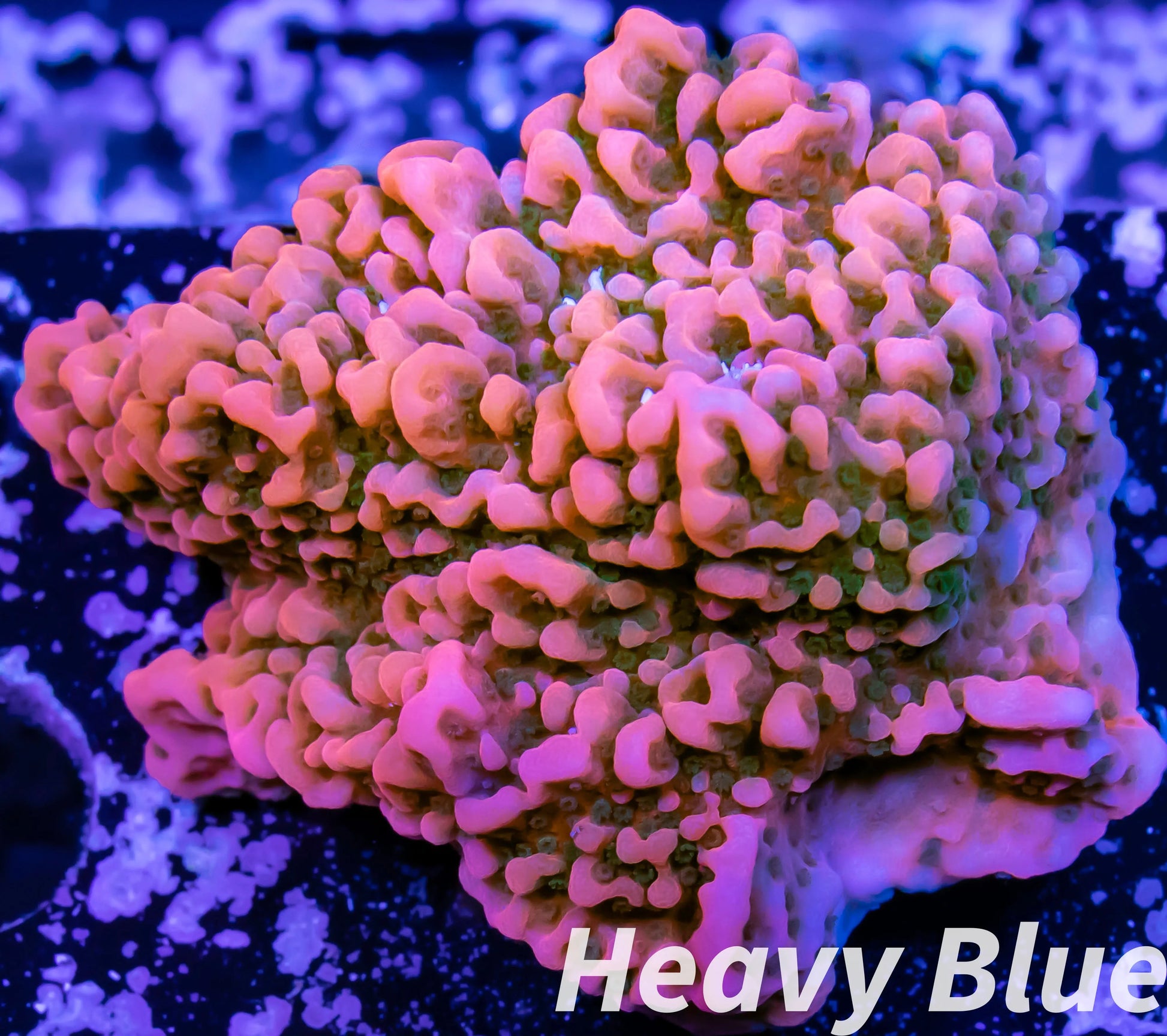 Montipora Coral- SPS Frag-  Cherry Tree Monti Montipora Coral- SPS Frag-  Cherry Tree Monti SPS Montipora Coral- SPS Frag-  Cherry Tree Monti Zeo Box Reef