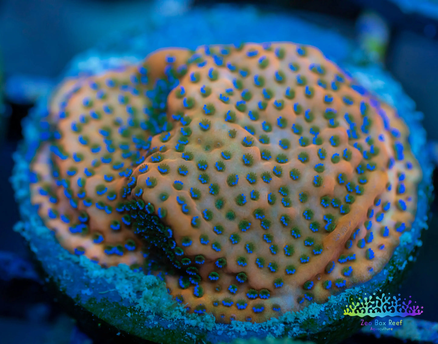 Montipora Coral- SPS Frag-  Monti WYSIWYG Montipora Coral- SPS Frag-  Monti WYSIWYG SPS Montipora Coral- SPS Frag-  Monti WYSIWYG Zeo Box Reef