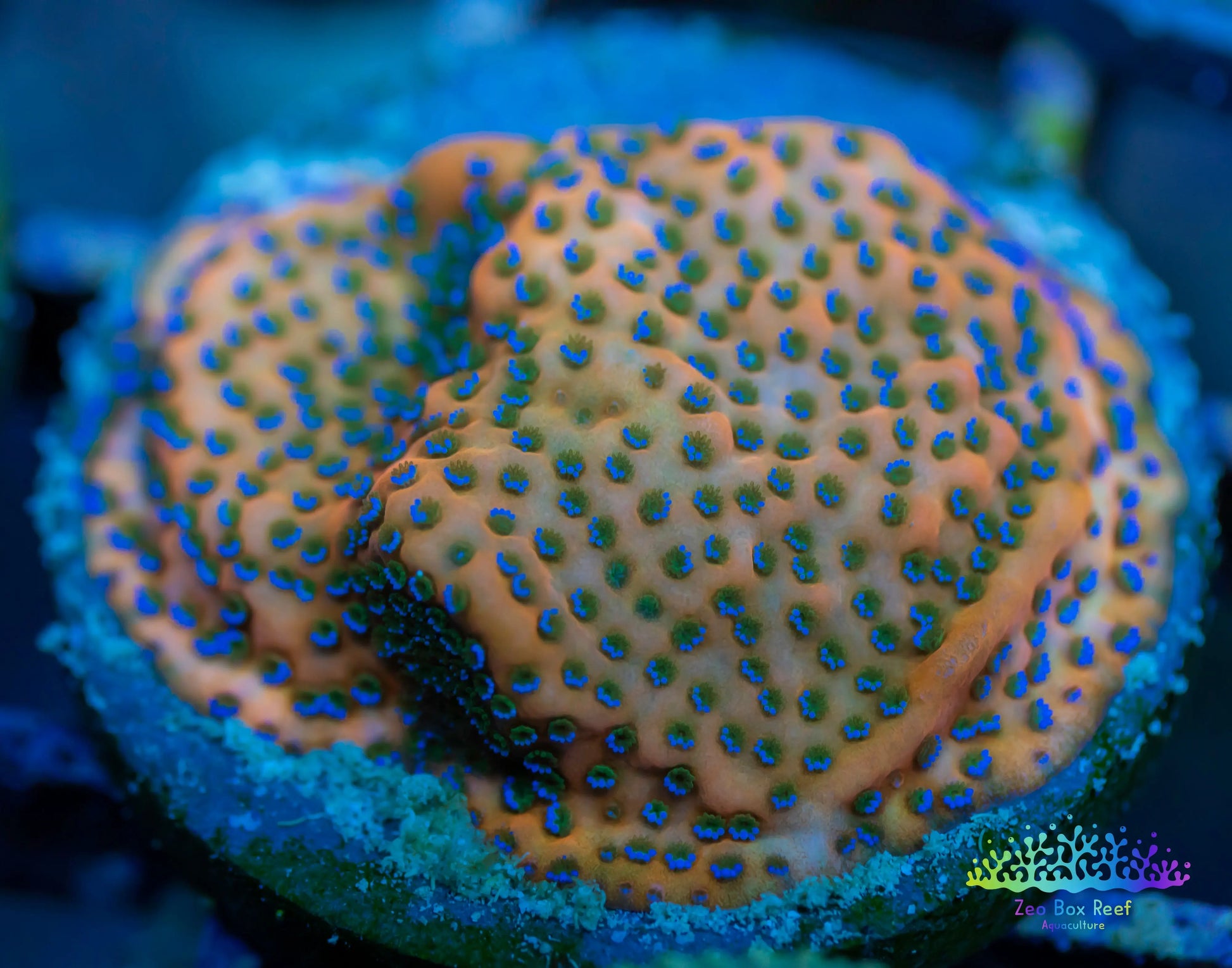 Montipora Coral- SPS Frag-  Monti WYSIWYG Montipora Coral- SPS Frag-  Monti WYSIWYG SPS Montipora Coral- SPS Frag-  Monti WYSIWYG Zeo Box Reef