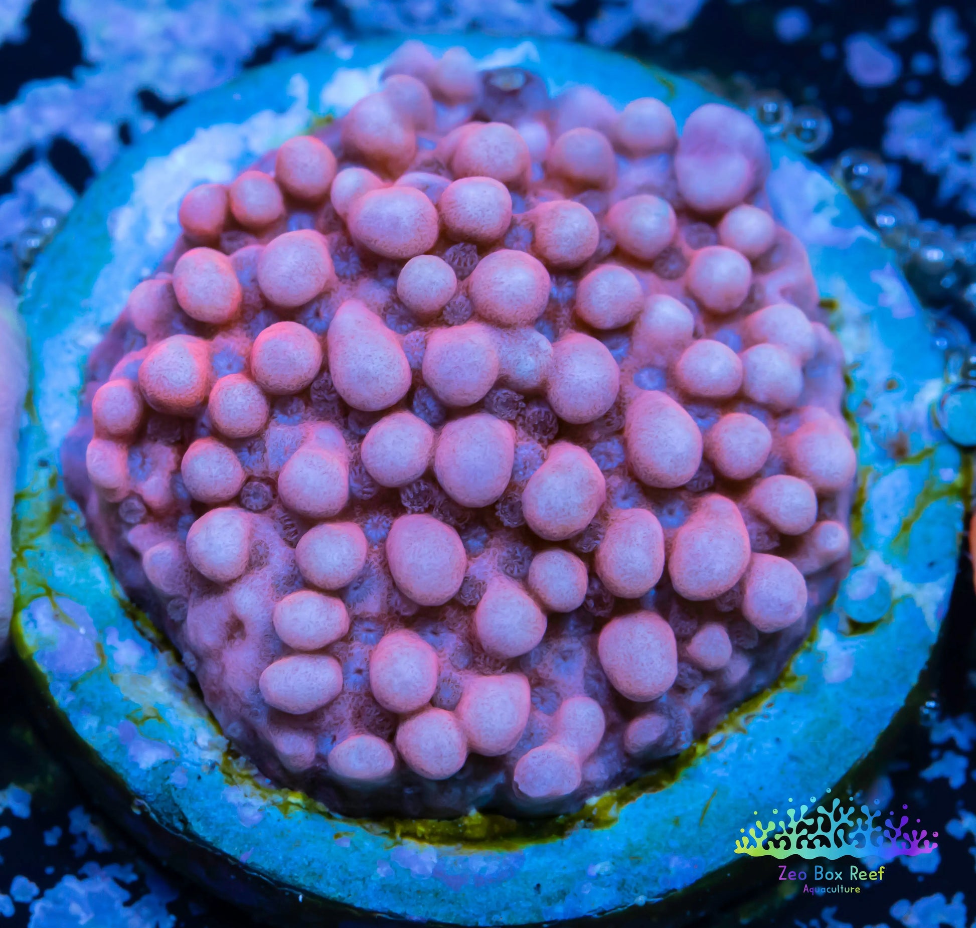 Montipora Coral- SPS Frag-  Monti WYSIWYG Montipora Coral- SPS Frag-  Monti WYSIWYG SPS Montipora Coral- SPS Frag-  Monti WYSIWYG Zeo Box Reef