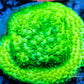 Montipora Coral- SPS Frag-  Monti WYSIWYG Montipora Coral- SPS Frag-  Monti WYSIWYG SPS Montipora Coral- SPS Frag-  Monti WYSIWYG Zeo Box Reef