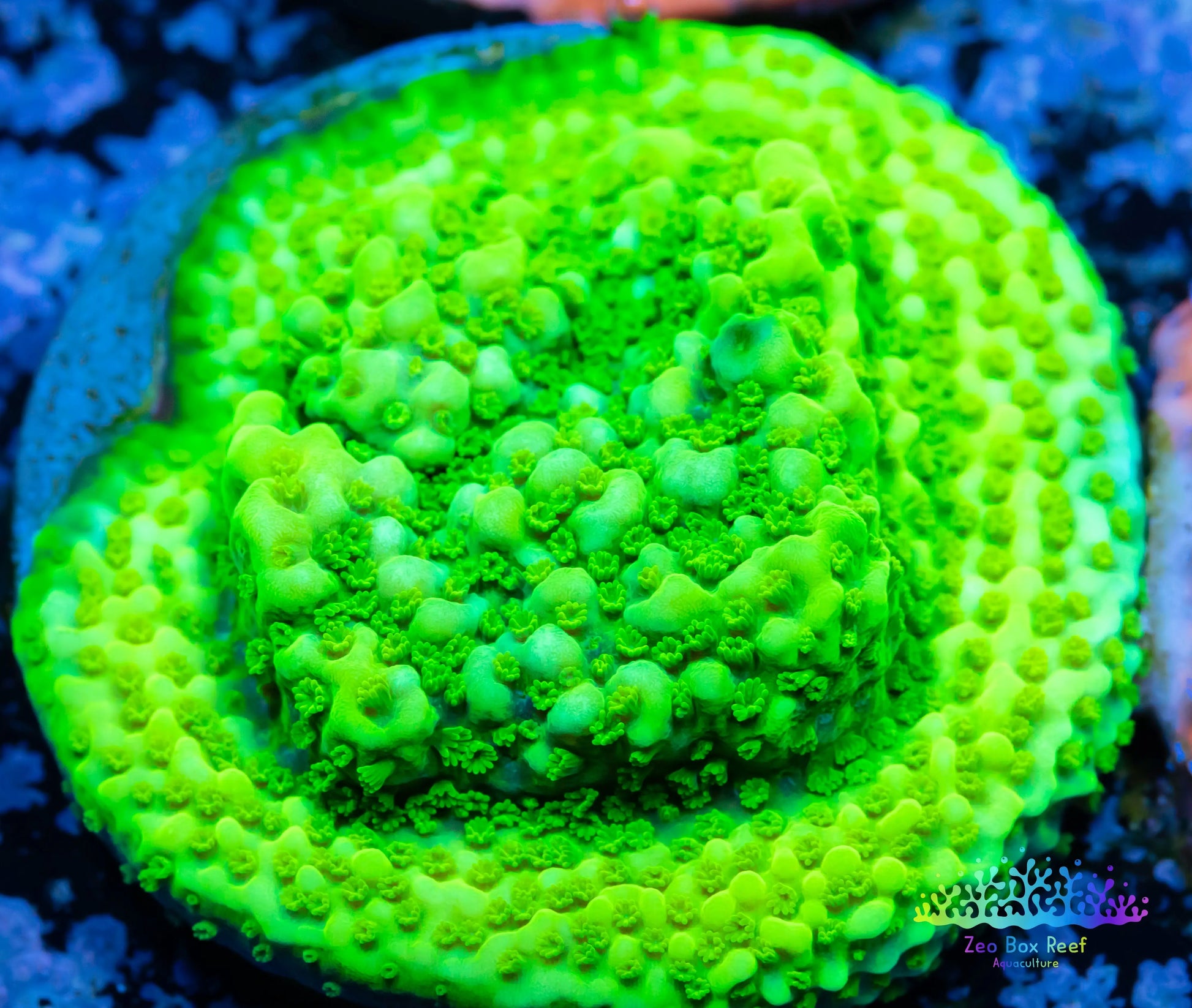 Montipora Coral- SPS Frag-  Monti WYSIWYG Montipora Coral- SPS Frag-  Monti WYSIWYG SPS Montipora Coral- SPS Frag-  Monti WYSIWYG Zeo Box Reef