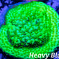 Montipora Coral- SPS Frag-  Monti WYSIWYG Montipora Coral- SPS Frag-  Monti WYSIWYG SPS Montipora Coral- SPS Frag-  Monti WYSIWYG Zeo Box Reef