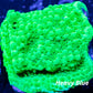 Montipora Coral- SPS Frag-  Monti WYSIWYG Montipora Coral- SPS Frag-  Monti WYSIWYG SPS Montipora Coral- SPS Frag-  Monti WYSIWYG Zeo Box Reef