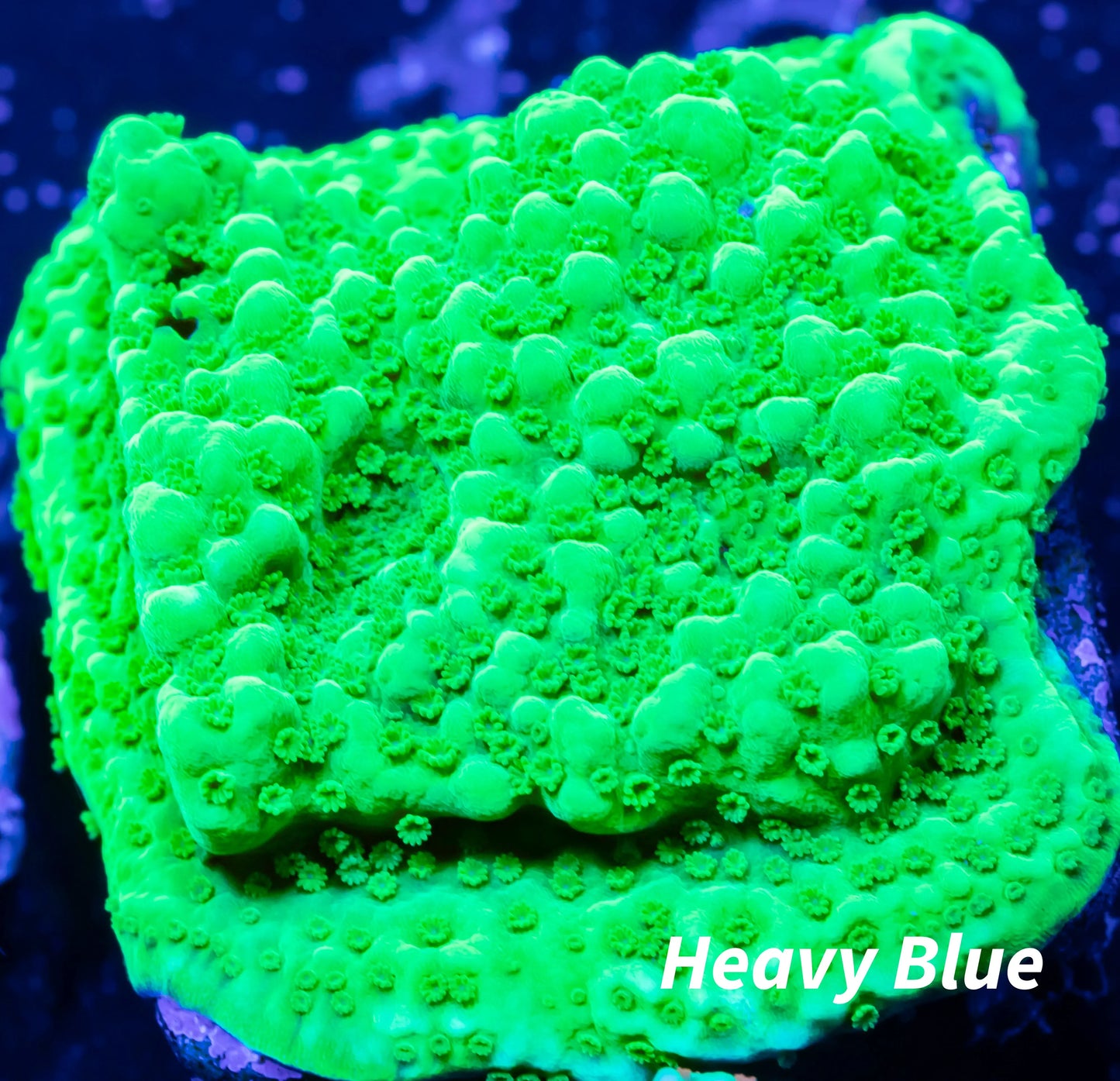 Montipora Coral- SPS Frag-  Monti WYSIWYG Montipora Coral- SPS Frag-  Monti WYSIWYG SPS Montipora Coral- SPS Frag-  Monti WYSIWYG Zeo Box Reef