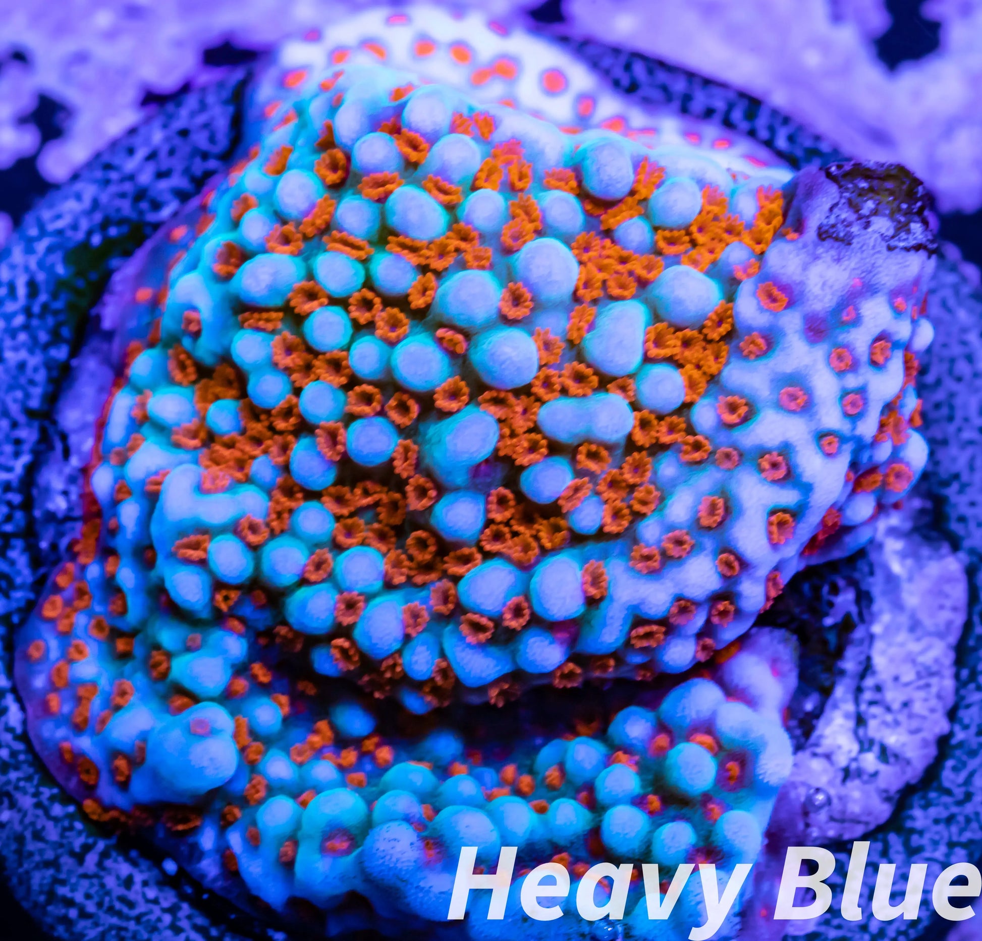 Montipora Coral- SPS Frag-  Superman Monti Montipora Coral- SPS Frag-  Superman Monti SPS Montipora Coral- SPS Frag-  Superman Monti Zeo Box Reef
