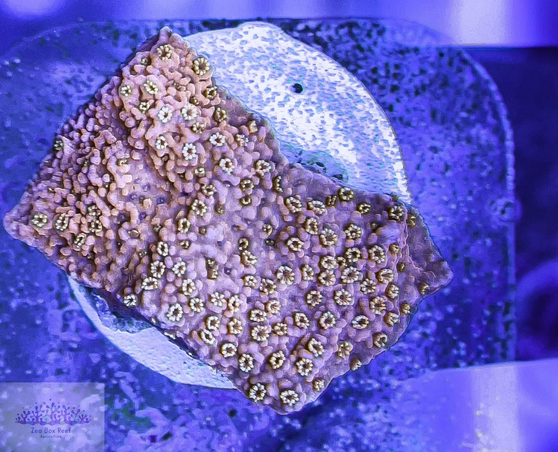 Montipora Coral- SPS Frag-  ZBR Pink Bits Monti - Zeo Box Reef Aquaculture
