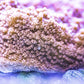 Pink Encrusting Montipora