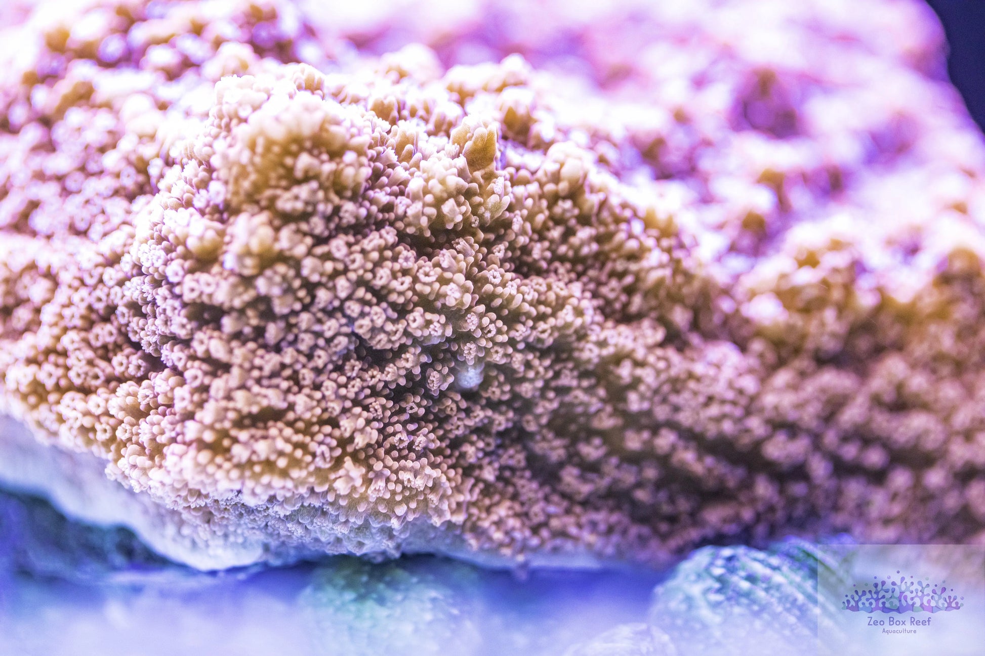 Pink Encrusting Montipora