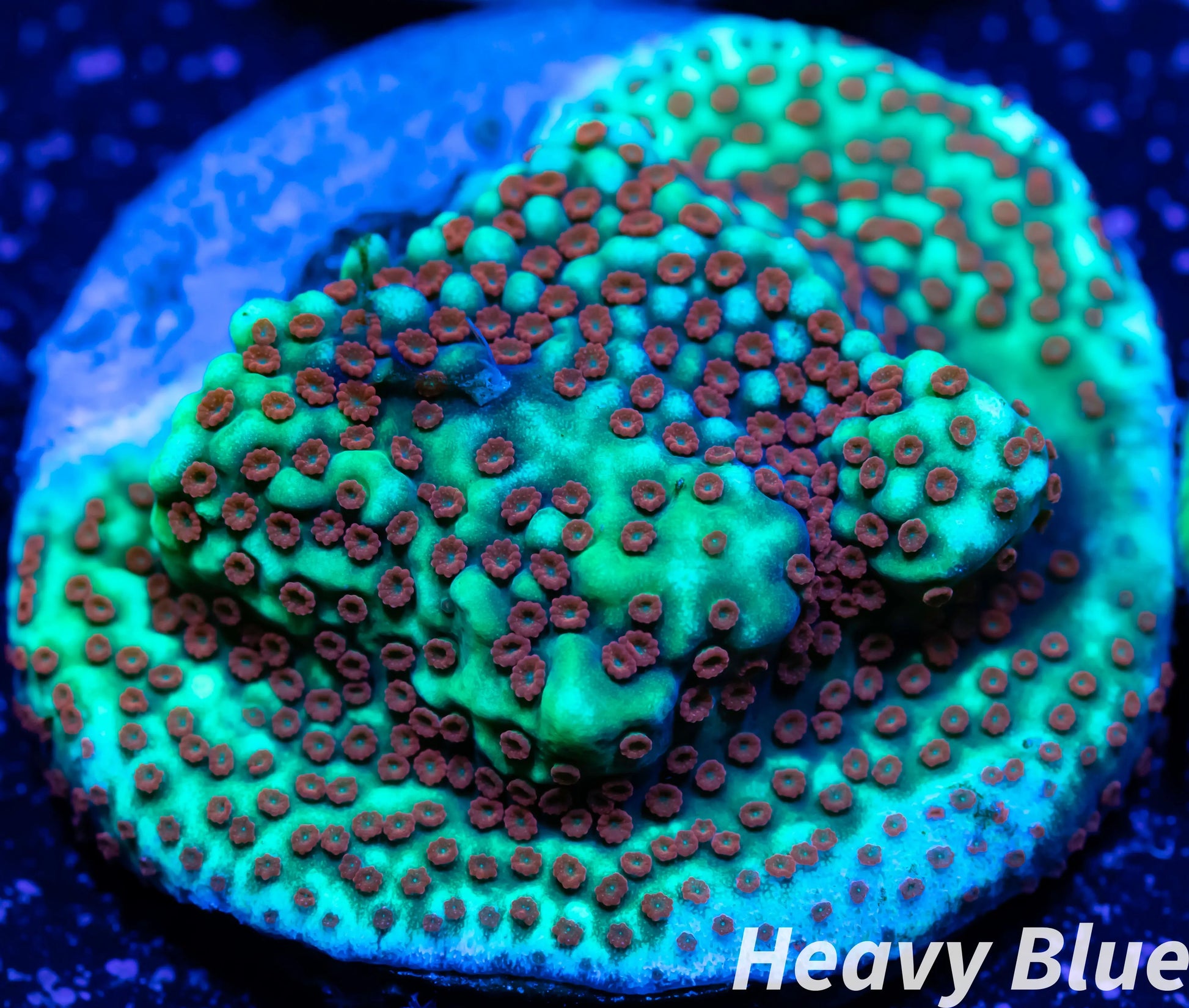 Montipora Coral- SPS Frag- Forest Fire Monti WYSIWYG Montipora Coral- SPS Frag- Forest Fire Monti WYSIWYG SPS Montipora Coral- SPS Frag- Forest Fire Monti WYSIWYG Zeo Box Reef